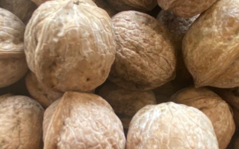 Aşılı Kabuklu Ceviz 10 kg